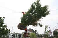 最近のウラジロガシは空を飛ぶんです