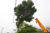 大木の撤去工事です。今日の午後で予定完了です"